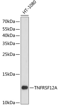 Western blot - TNFRSF12A Polyclonal Antibody 