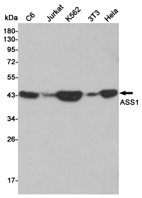 Western blot detection of ASS1 in C6,Jurkat,K562,3T3 and Hela cell lysates using ASS1 mouse mAb (1:3000 diluted).Predicted band size:47KDa.Observed band size:47KDa.