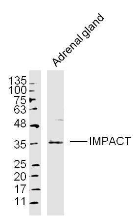 Fig1: Sample: Adrenal gland (Mouse) Lysate at 40 ug; Primary: Anti-IMPACT at 1/300 dilution; Secondary: IRDye800CW Goat Anti-Rabbit IgG at 1/20000 dilution; Predicted band size: 36 kD; Observed band size: 36 kD
