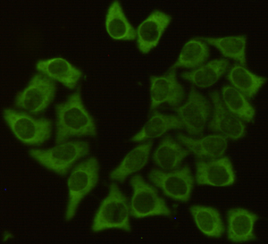 Immunocytochemistry staining of HeLa cells using HSP90AB1 mouse mAb (dilution 1:100).