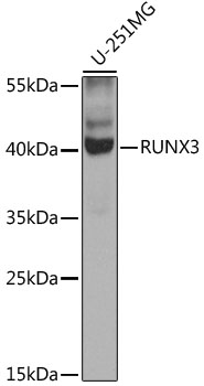 Western blot - RUNX3 Polyclonal Antibody 
