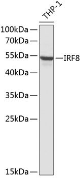 Western blot - IRF8 Polyclonal Antibody 
