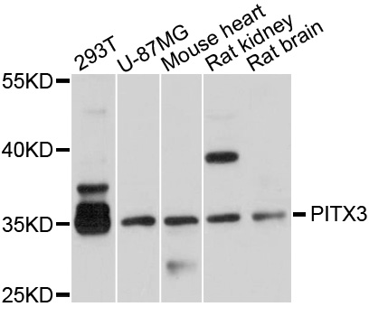 Western blot - PITX3 Polyclonal Antibody 