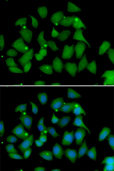Immunofluorescence - FMO1 Polyclonal Antibody 