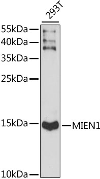 Western blot - MIEN1 Polyclonal Antibody 