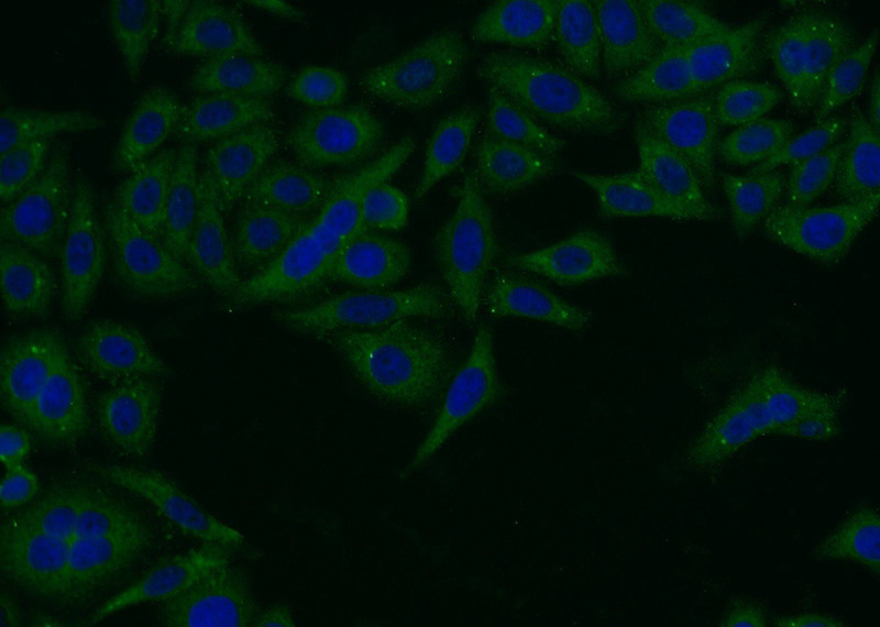 Immunofluorescent analysis of HepG2 cells using Catalog No:113706(PTX3 Antibody) at dilution of 1:25 and Alexa Fluor 488-congugated AffiniPure Goat Anti-Rabbit IgG(H+L)