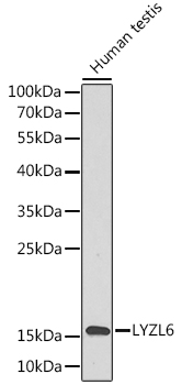 Western blot - LYZL6 Polyclonal Antibody 