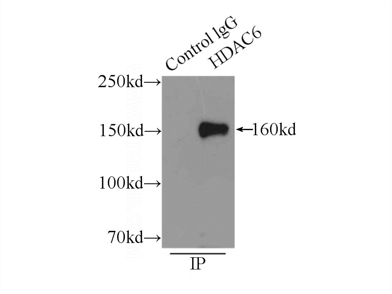 IP Result of anti-HDAC6 (IP:Catalog No:111380, 5ug; Detection:Catalog No:111380 1:1000) with K-562 cells lysate 11000ug.