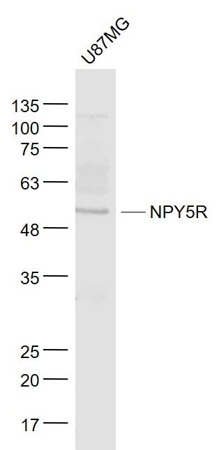 Fig1: Sample:; U87MG(Human) Cell Lysate at 30 ug; Primary: Anti- NPY5R at 1/1000 dilution; Secondary: IRDye800CW Goat Anti-Rabbit IgG at 1/20000 dilution; Predicted band size: 51 kD; Observed band size: 53 kD