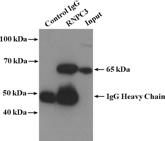 IP Result of anti-RNPC3 (IP:Catalog No:114770, 4ug; Detection:Catalog No:114770 1:300) with mouse spleen tissue lysate 4000ug.
