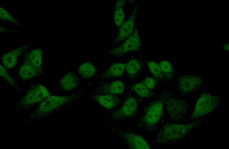 Immunofluorescent analysis of (10% Formaldehyde) fixed HepG2 cells using Catalog No:115741(SUPT5H Antibody) at dilution of 1:50 and Alexa Fluor 488-congugated AffiniPure Goat Anti-Rabbit IgG(H+L)