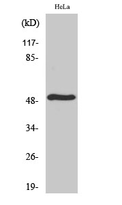 Fig1:; Western blot analysis of TDE2L on hela cells lysates. Proteins were transferred to a PVDF membrane and blocked with 5% BSA in PBS for 1 hour at room temperature. The primary antibody ( 1/500) was used in 5% BSA at room temperature for 2 hours. Goat Anti-Rabbit IgG - HRP Secondary Antibody (HA1001) at 1:5,000 dilution was used for 1 hour at room temperature.