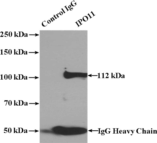 IP Result of anti-IPO11 (IP:Catalog No:111818, 4ug; Detection:Catalog No:111818 1:500) with mouse testis tissue lysate 4000ug.