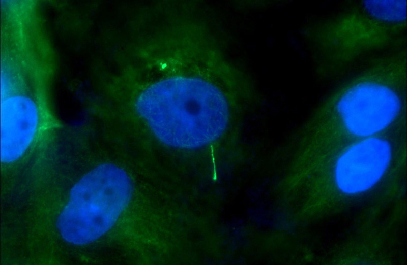 Immunofluorescent analysis of MDCK cells using Catalog No:107780(ACIII Antibody) at dilution of 1:50 and Alexa Fluor 488-congugated AffiniPure Goat Anti-Rabbit IgG(H+L)