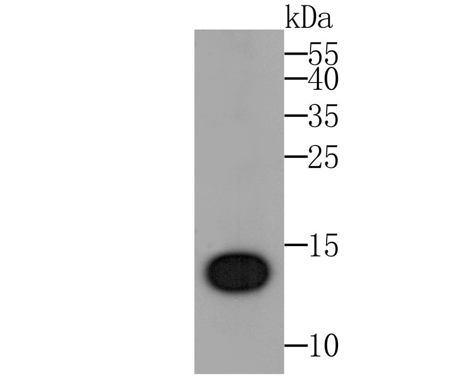 Fig1: Western blot analysis of IL-22 on IL22 recombinant protein. Proteins were transferred to a PVDF membrane and blocked with 5% BSA in PBS for 1 hour at room temperature. The primary antibody was used at a 1:500 dilution in 5% BSA at room temperature for 2 hours. Goat Anti-Rabbit IgG - HRP Secondary Antibody (HA1001) at 1:5,000 dilution was used for 1 hour at room temperature.