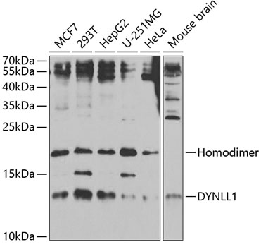 Western blot - DYNLL1 Polyclonal Antibody 