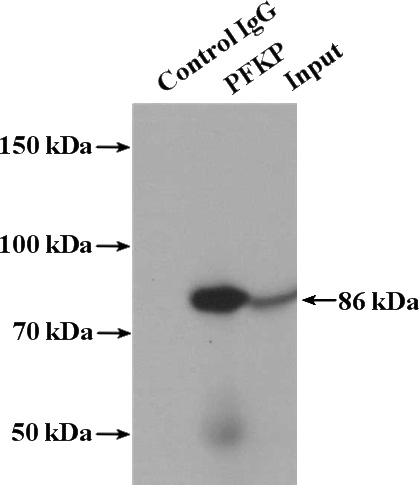 IP Result of anti-PFKP (IP:Catalog No:113773, 4ug; Detection:Catalog No:113773 1:1000) with mouse heart tissue lysate 4000ug.