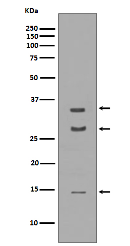 Western blot analysis of extracts of Human cerebellum lysate, using BDNF antibody.