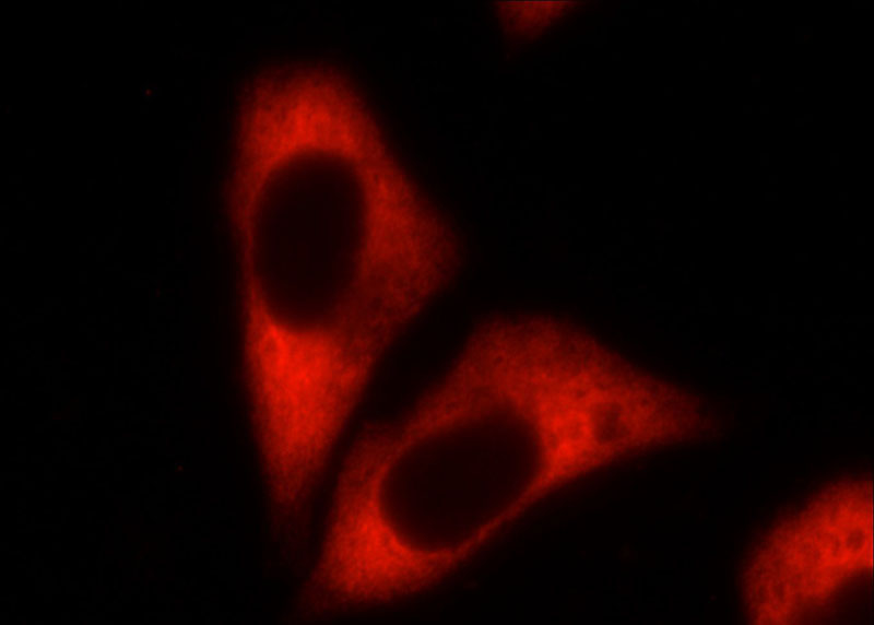 Immunofluorescent analysis of HepG2 cells using Catalog No:108839(CAPRIN1 Antibody) at dilution of 1:25 and Rhodamine-Goat anti-Rabbit IgG