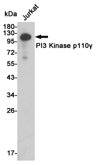 Western blot analysis of extracts from Jurkat cell lysates using PI3 Kinase p110u03b3 mouse mAb (1:500 diluted).Predicted band size:126KDa.Observed band size:110KDa.