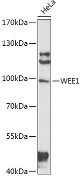 Western blot - WEE1 Polyclonal Antibody 