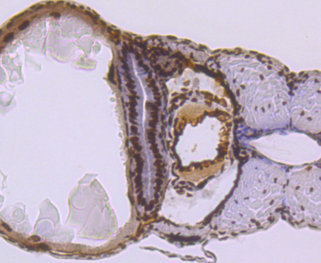 Fig8: Immunohistochemical analysis of paraffin-embedded zebrafish tissue using anti-SMC3 antibody. Counter stained with hematoxylin.