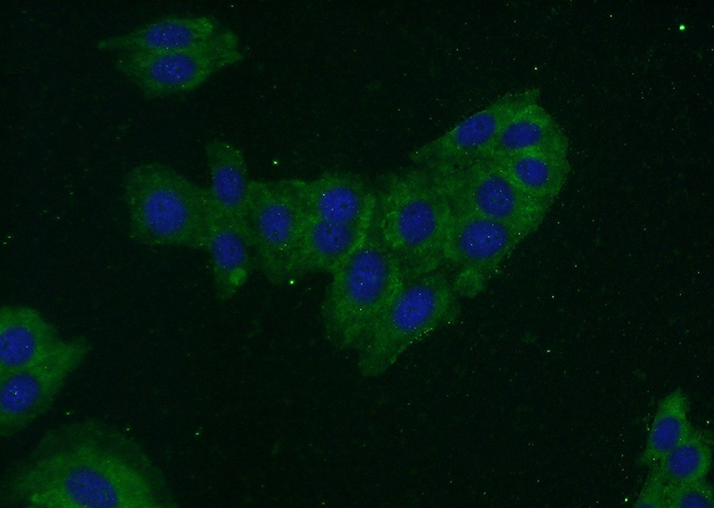 Immunofluorescent analysis of HepG2 cells using Catalog No:107194(ERK1/2 Antibody) at dilution of 1:50 and Alexa Fluor 488-congugated AffiniPure Goat Anti-Mouse IgG(H+L)