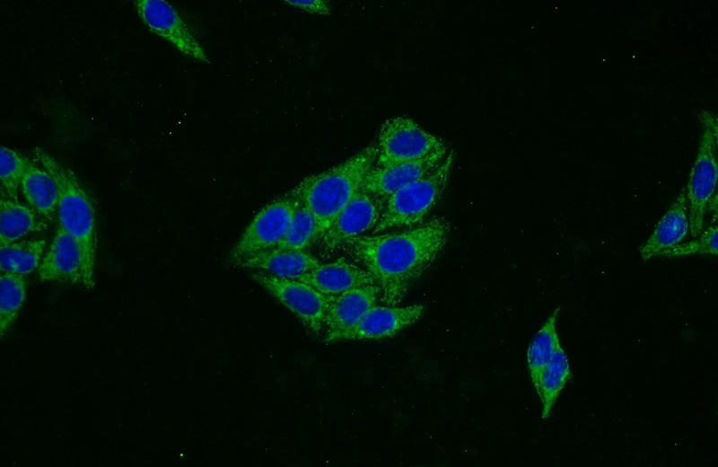 Immunofluorescent analysis of HepG2 cells using Catalog No:115209(SERPING1 Antibody) at dilution of 1:25 and Alexa Fluor 488-congugated AffiniPure Goat Anti-Rabbit IgG(H+L)