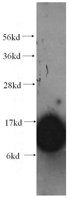 K-562 cells were subjected to SDS PAGE followed by western blot with Catalog No:107275(IFITM1 antibody) at dilution of 1:1000