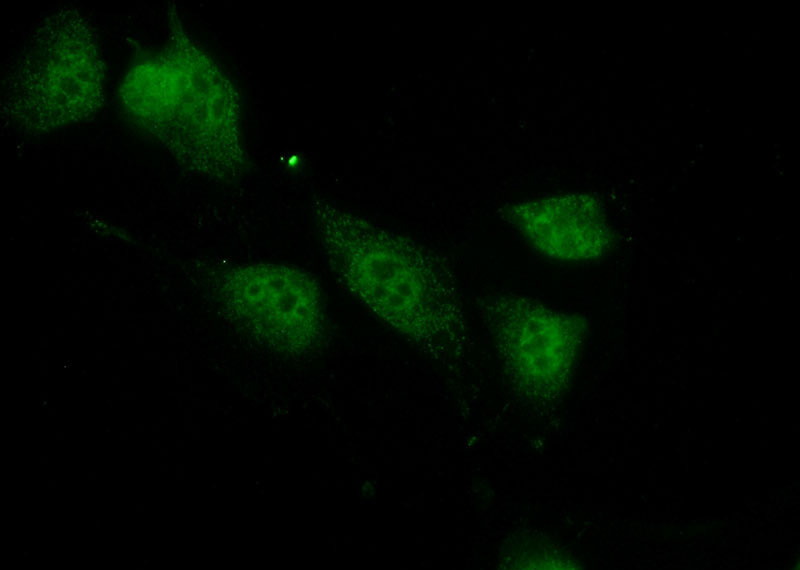 Immunofluorescent analysis of (10% Formaldehyde) fixed NIH/3T3 cells using Catalog No:114127(PPIL1 Antibody) at dilution of 1:50 and Alexa Fluor 488-congugated AffiniPure Goat Anti-Rabbit IgG(H+L)