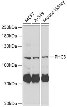 Western blot - PHC3 Polyclonal Antibody 