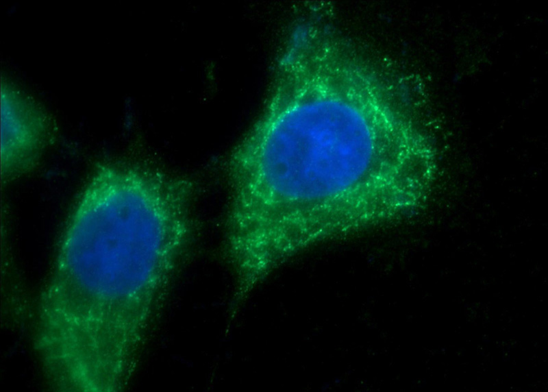 Immunofluorescent analysis of A431 cells using Catalog No:115665(c-SRC Antibody) at dilution of 1:25 and Alexa Fluor 488-congugated AffiniPure Goat Anti-Rabbit IgG(H+L)