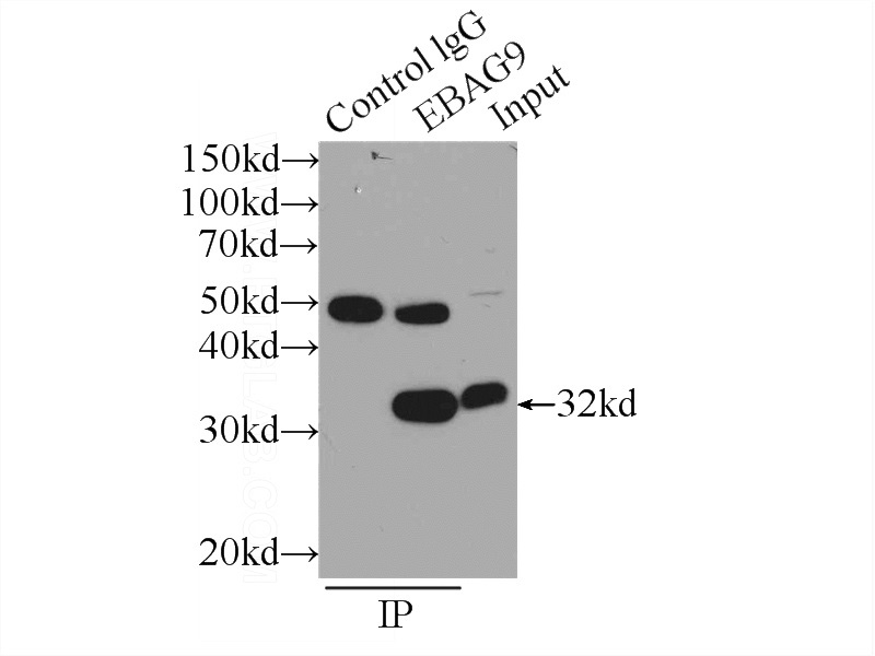 IP Result of anti-EBAG9 (IP:Catalog No:114572, 3ug; Detection:Catalog No:114572 1:800) with mouse heart tissue lysate 1000ug.