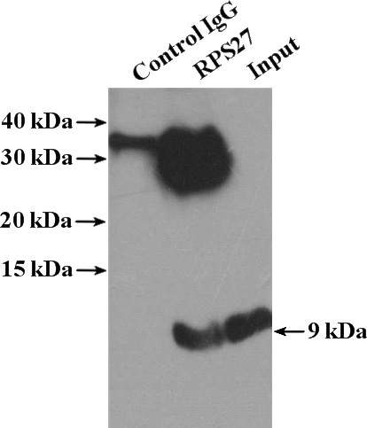 IP Result of anti-RPS27 (IP:Catalog No:114838, 4ug; Detection:Catalog No:114838 1:500) with SGC-7901 cells lysate 2400ug.