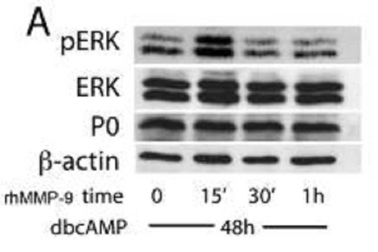 WB result from Chattopadhyay S (PMID:19229995); Schwann cell differentiation was induced with dbcAMP (500 μM) for 48 h, followed by treatment with rhMMP-9 (100 nM) for 15 min. A, rhMMP-9 stimulates transient ERK1/2 activation over a 1 h period. Successful Schwann cell differentiation was confirmed by myelin protein zero (P0) expression, β-actin was used as loading control.