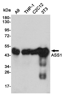 Western blot analysis of extracts from A9,THP-1,C2C12 and 3T3 cell lysates using ASS1 mouse mAb (1:1000 diluted).Predicted band size:47KDa.Observed band size:47KDa.
