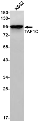 Western blot detection of TAF1C in K562 cell lysates using TAF1C Rabbit pAb(1:1000 diluted).Predicted band size:95kDa.Observed band size:95kDa.