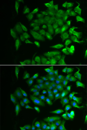 Immunofluorescence - RBP2 Polyclonal Antibody 
