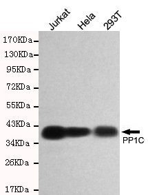 Western blot detection of PP1C in Hela,293T and Jurkat cell lysates using PP1C mouse mAb (1:500 diluted).Predicted band size:38KDa.Observed band size:38KDa.