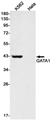 Western blot detection of GATA1 in K562,Hela cell lysates using GATA1 Rabbit mAb(1:1000 diluted).Predicted band size:43kDa.Observed band size:43kDa.