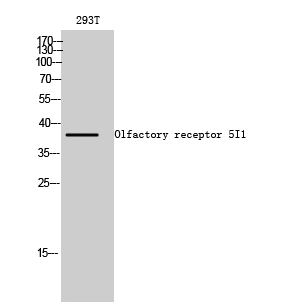 Fig1:; Western Blot analysis of 293T cells using Olfactory receptor 5I1 Polyclonal Antibody diluted at 1: 1000