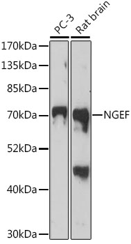 Western blot - NGEF Polyclonal Antibody 