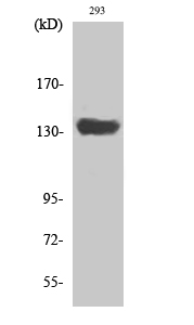 Fig1:; Western Blot analysis of various cells using SCAF1 Polyclonal Antibody diluted at 1: 2000 cells nucleus extracted by Minute TM Cytoplasmic and Nuclear Fractionation kit (SC-003,Inventbiotech,MN,USA).