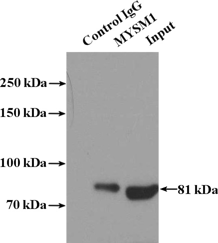 IP Result of anti-MYSM1-Specific (IP:Catalog No:113002, 4ug; Detection:Catalog No:113002 1:300) with HeLa cells lysate 3200ug.