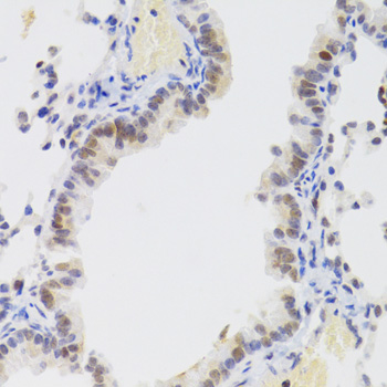 Immunohistochemistry - NASP Polyclonal Antibody 