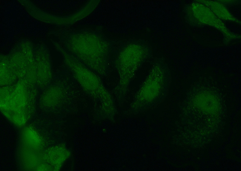 Immunofluorescent analysis of MCF-7 cells using Catalog No:109248(CEBPG Antibody) at dilution of 1:50 and Alexa Fluor 488-congugated AffiniPure Goat Anti-Rabbit IgG(H+L)