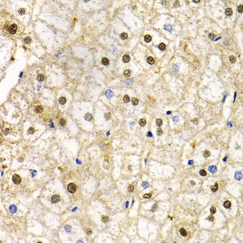 Immunohistochemistry - RAD9A Polyclonal Antibody 
