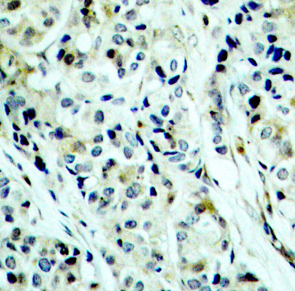 Immunohistochemistry - Phospho-HDAC5-S498 pAb 