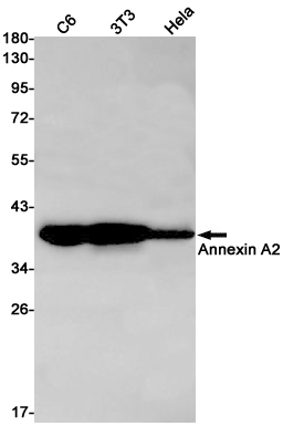 Western blot detection of Annexin A2 in C6,3T3,Hela cell lysates using Annexin A2 Rabbit pAb(1:1000 diluted).Predicted band size:39kDa.Observed band size:38kDa.