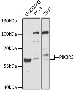 Western blot - PIK3R3 Polyclonal Antibody 